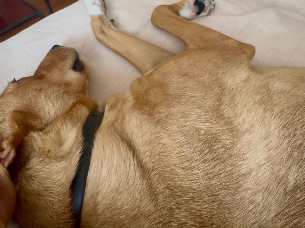Adotta un cane, taglia media contenuta, femmina, Milano