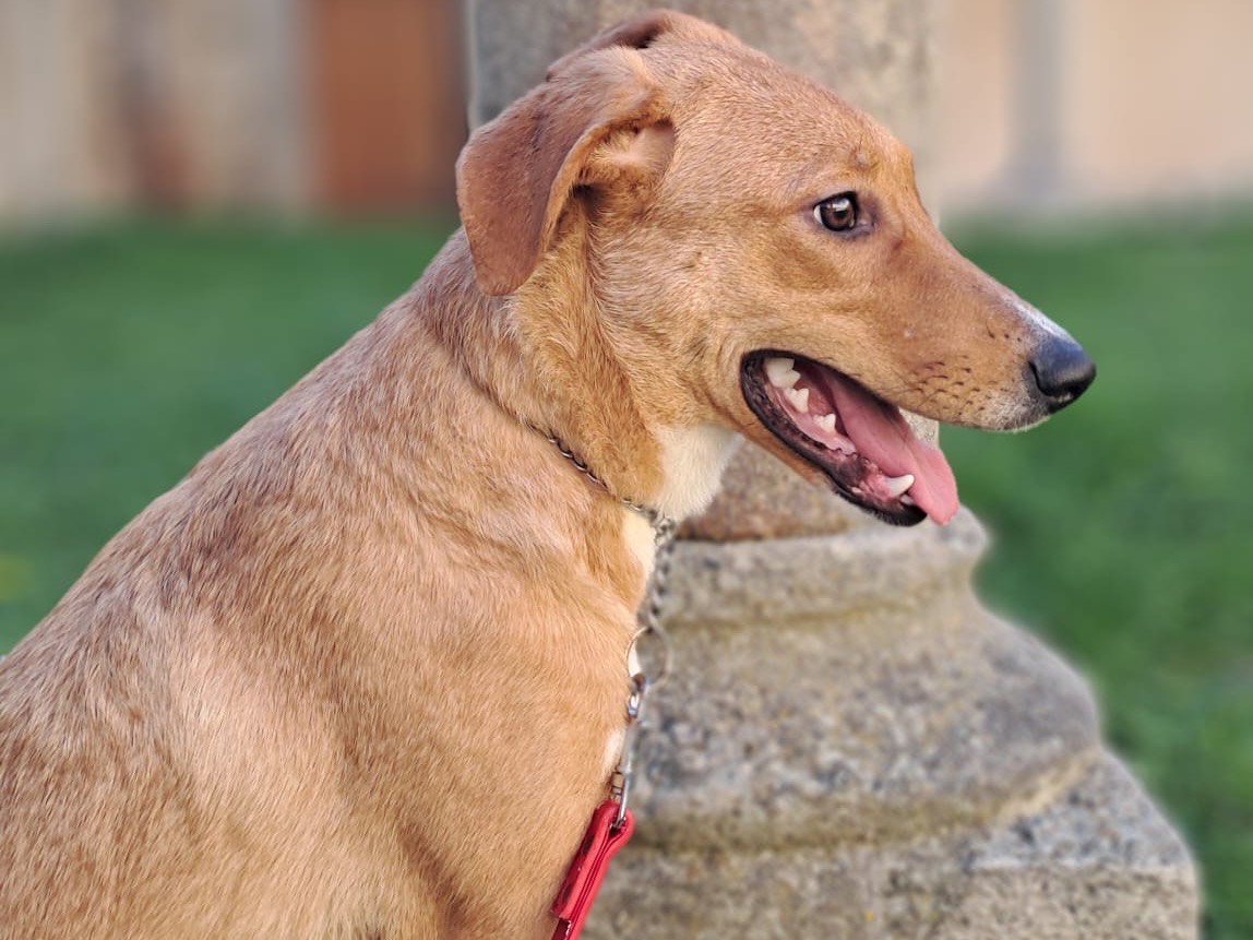 Vuoi adottare un cane a Milano?