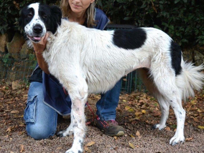 Vuoi adottare un cane a Roma?