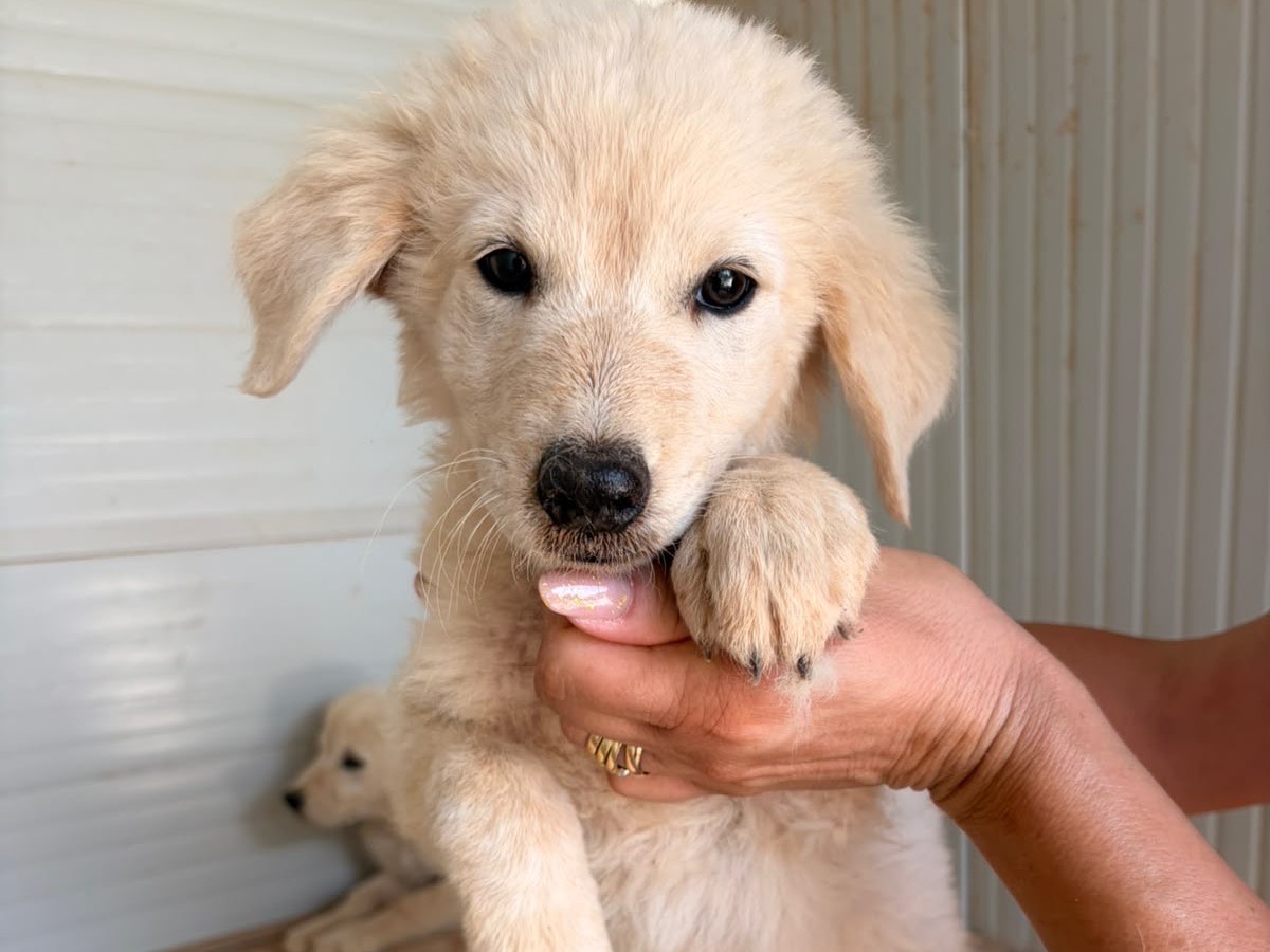 Adozione cane, maschio, Razza sconosciuta Razza sconosciuta, 3 mesi, taglia media, Taranto