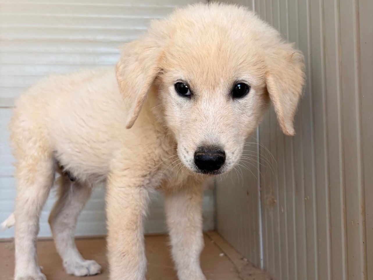 Adozione cane, maschio, Razza sconosciuta Razza sconosciuta, 3 mesi, taglia media, Taranto