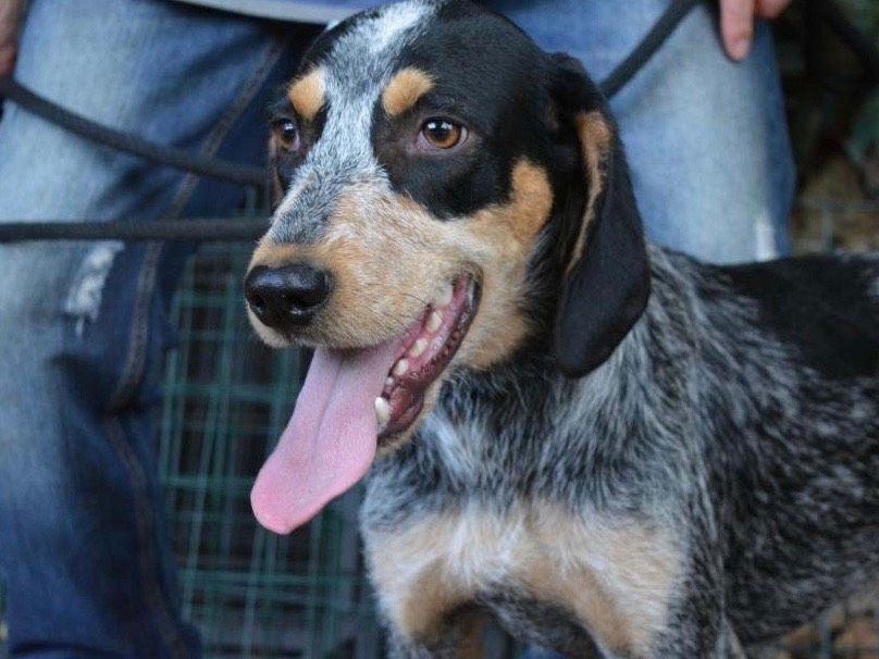 Adozione cane, maschio, Segugio Razza sconosciuta, 2 anni e 1 mese, taglia media contenuta, Roma