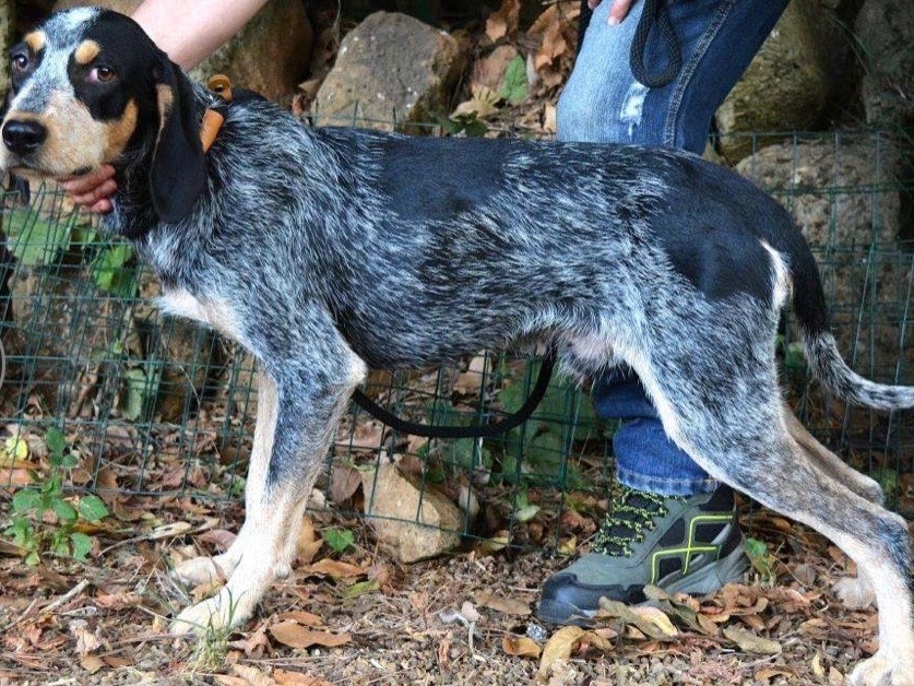 Adotta un cane, maschio, 2 anni e 1 mese, Roma