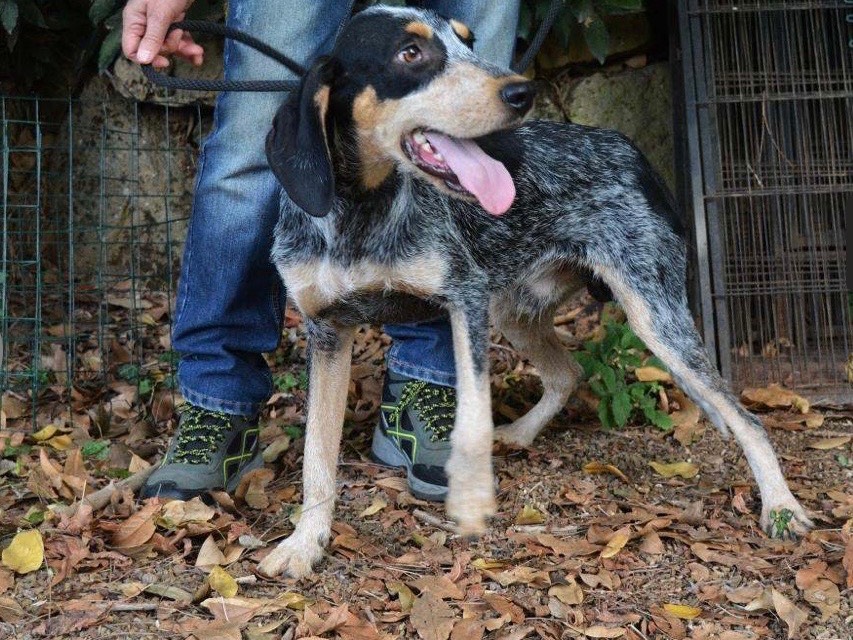 Adotta un cane, taglia media contenuta, maschio, Roma