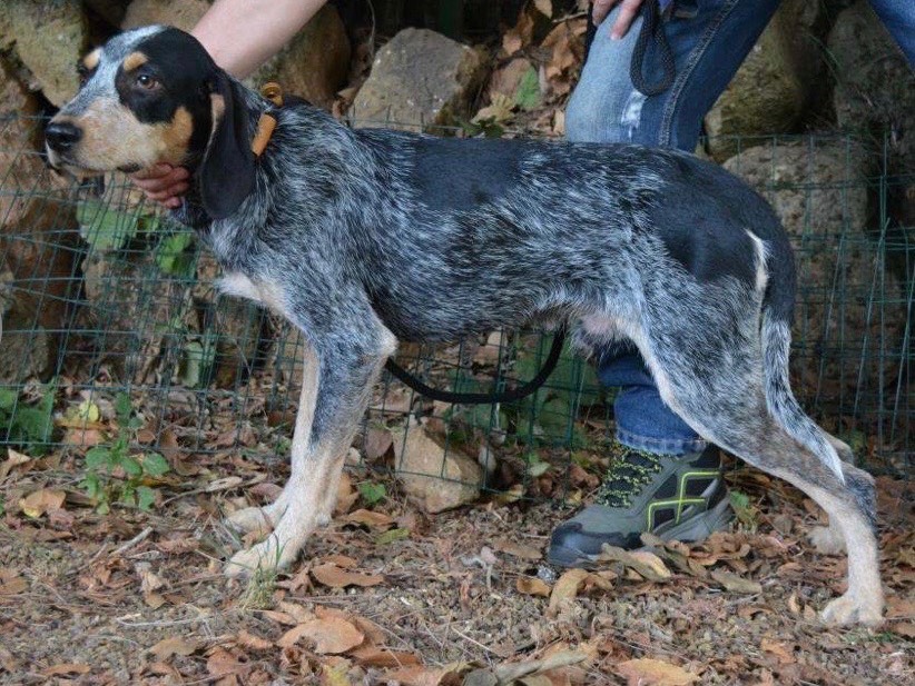 Vuoi adottare un cane a Roma?