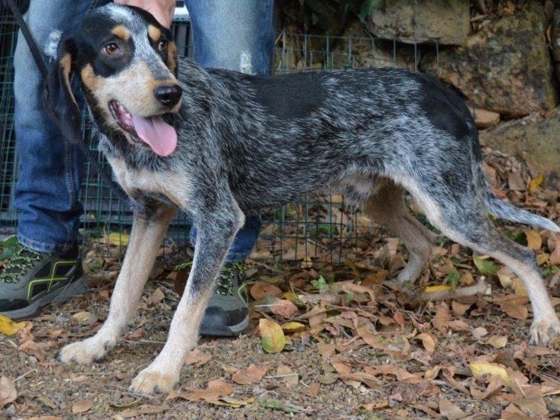 Adotta il cane Lugh a Roma