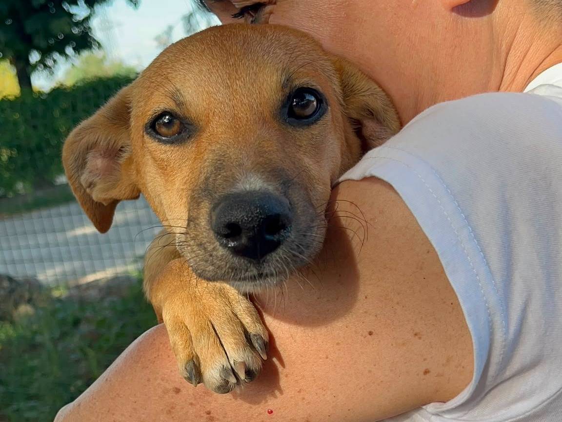 Adozione cane, femmina, Razza sconosciuta Razza sconosciuta, 4 mesi, taglia media contenuta, Milano