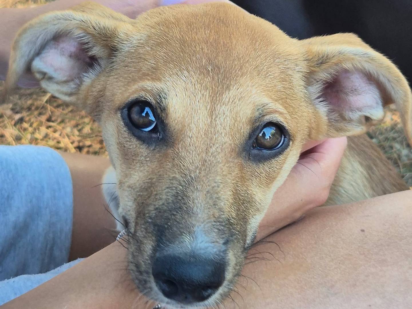 Adotta un cane, femmina, 4 mesi, Milano