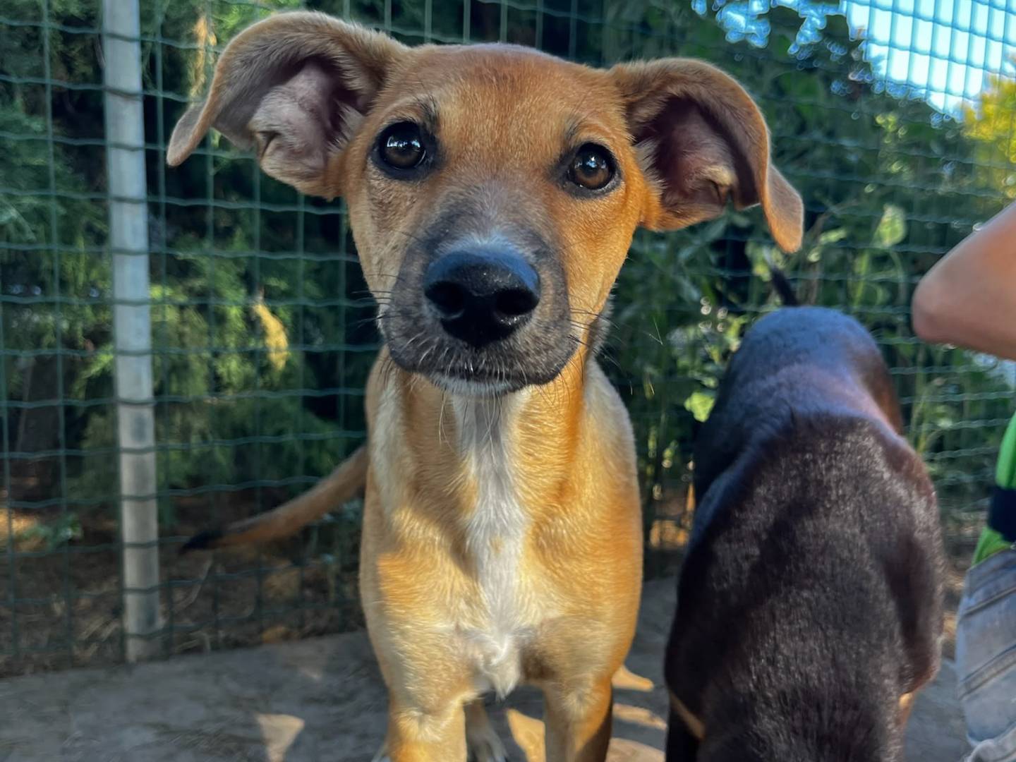 Adotta un cane, taglia media contenuta, femmina, Milano