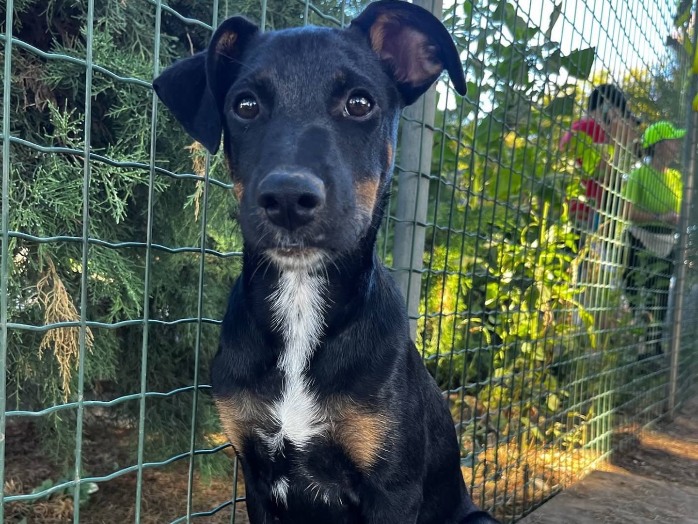 Adozione cane, femmina, Razza sconosciuta Razza sconosciuta, 4 mesi, taglia media contenuta, Milano