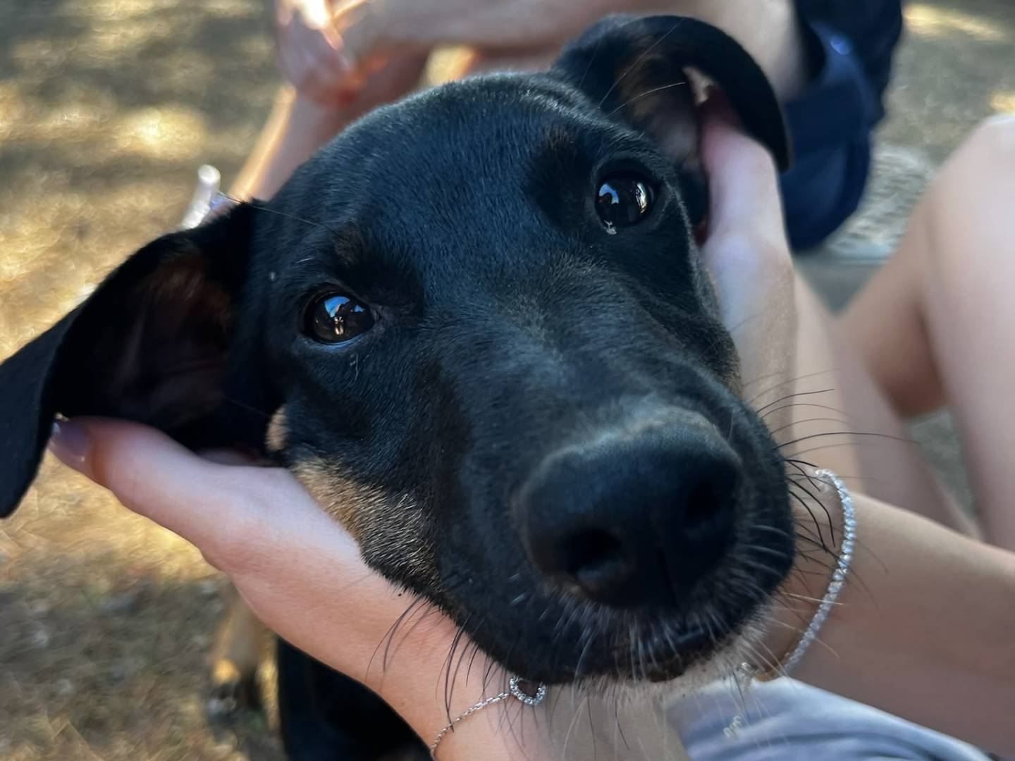 Adotta un cane, femmina, 4 mesi, Milano