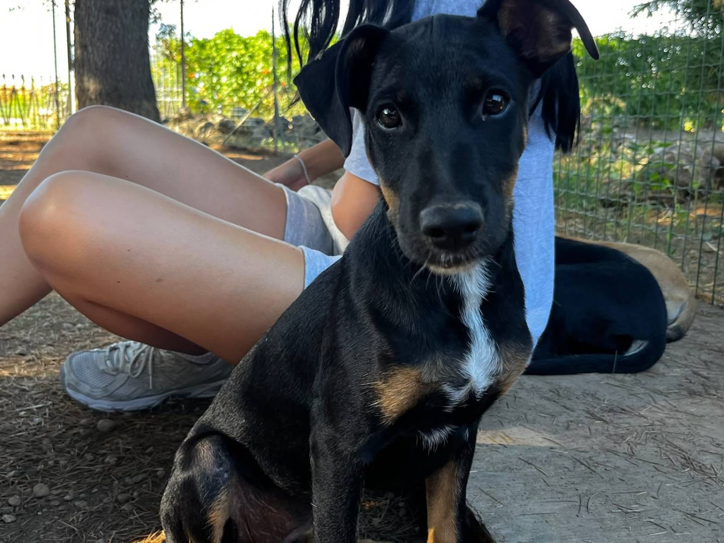 Adotta un cane, taglia media contenuta, femmina, Milano
