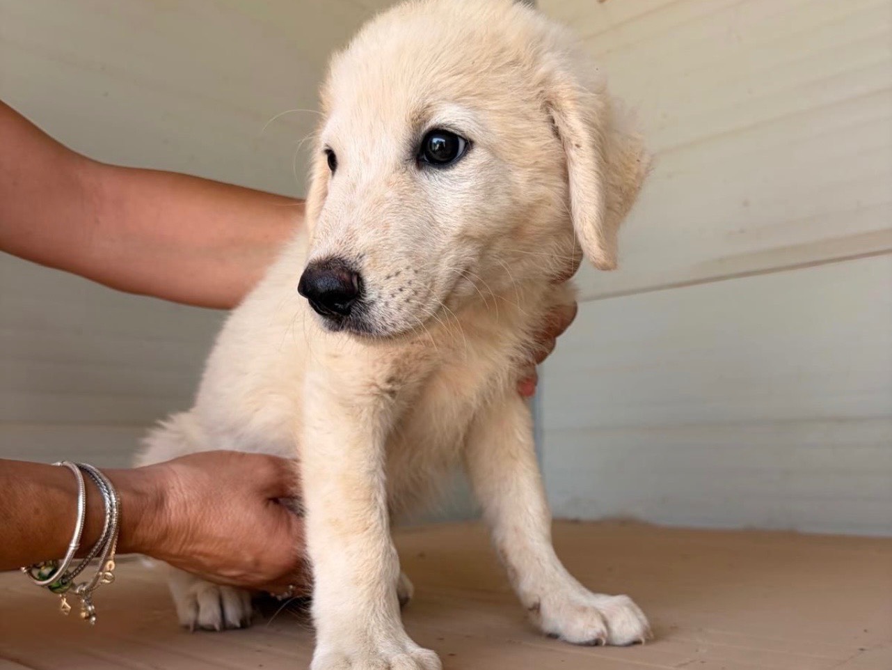 Adozione cane, maschio, Razza sconosciuta Razza sconosciuta, 3 mesi, taglia media, Taranto