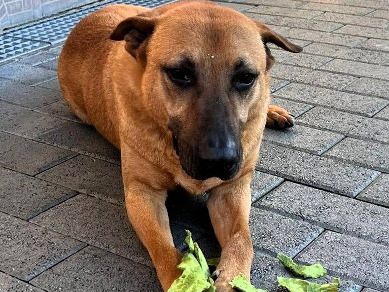 Adotta un cane, maschio, 8 anni e 9 mesi, Milano