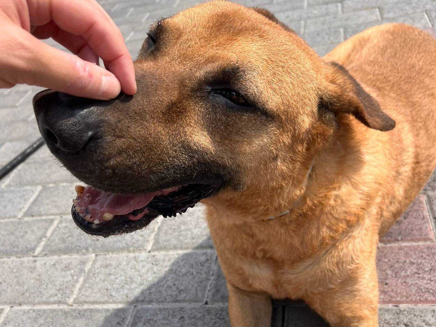 Adotta un cane, taglia grande, maschio, Milano