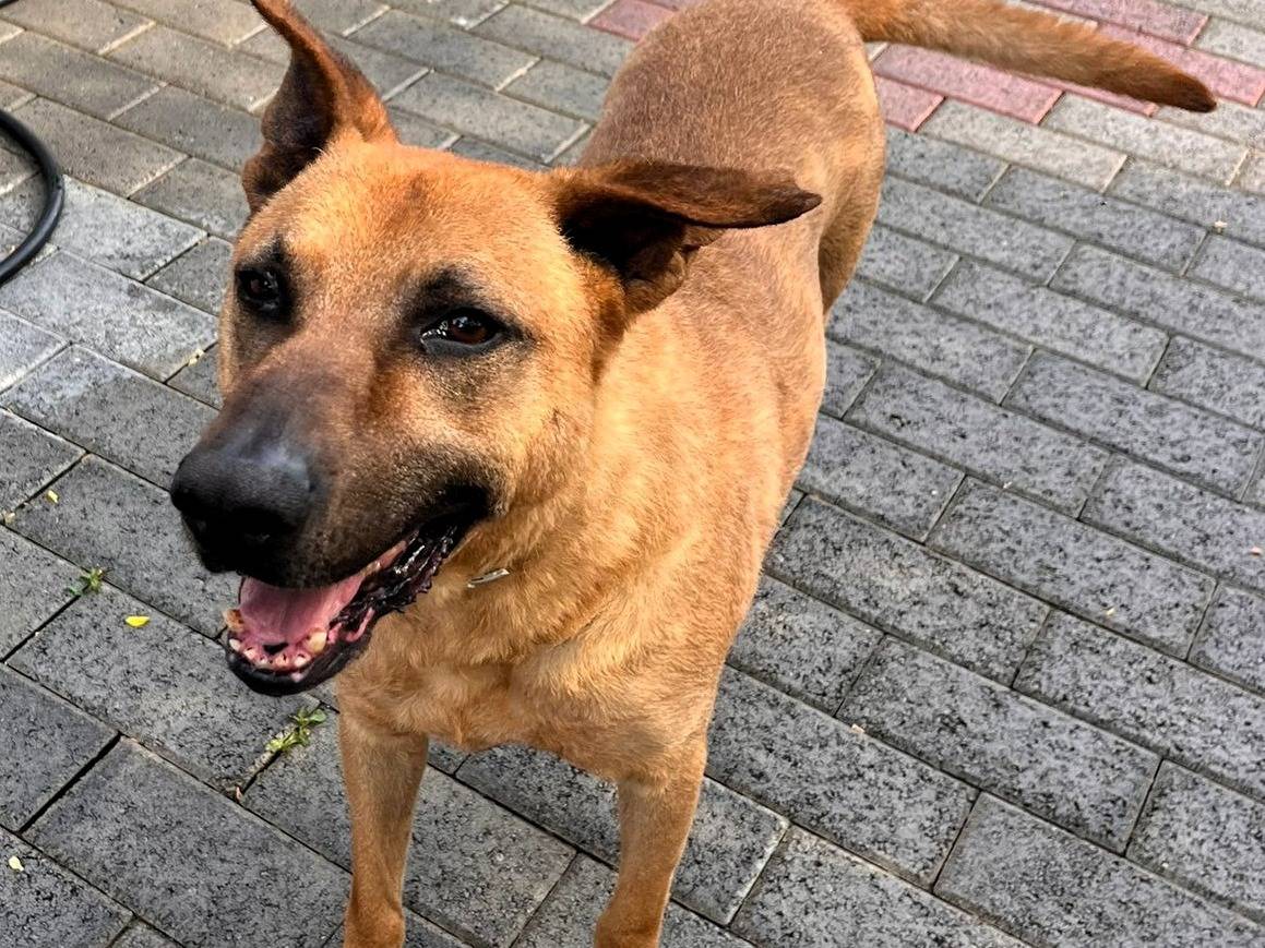 Vuoi adottare un cane a Milano?