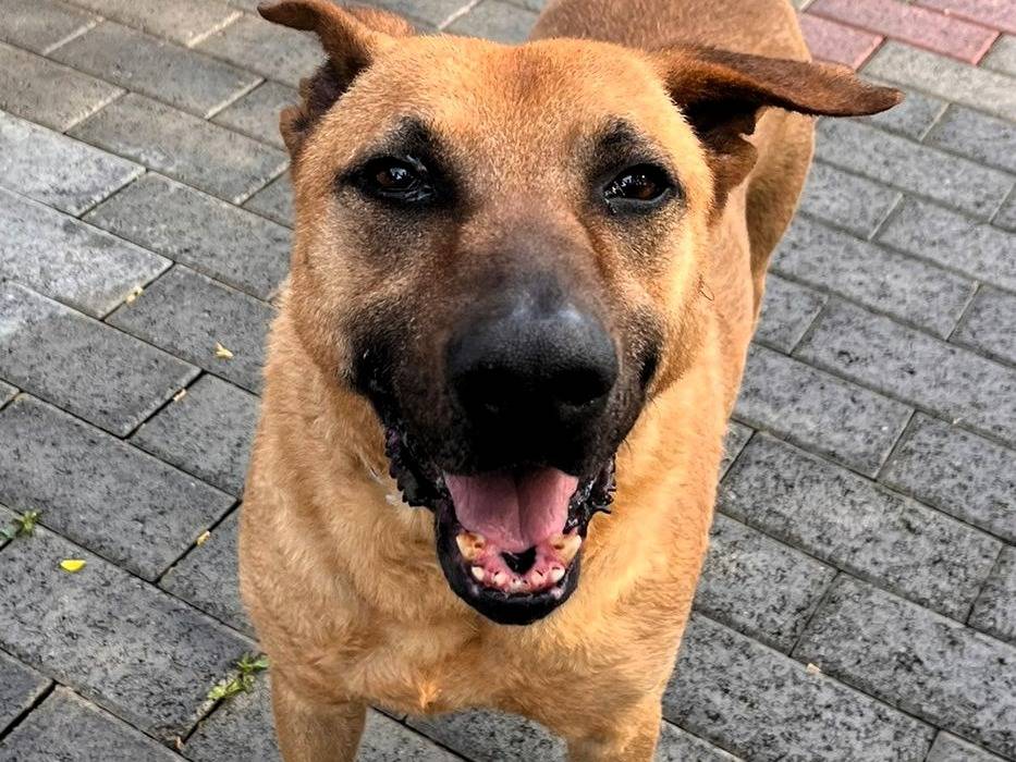 Adotta il cane ARGO a Milano