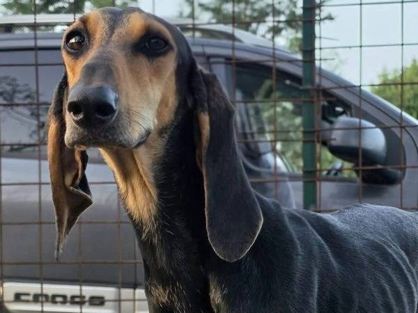 Adozione cane, femmina, Segugio Razza sconosciuta, 2 anni e 4 mesi, taglia media contenuta, Roma