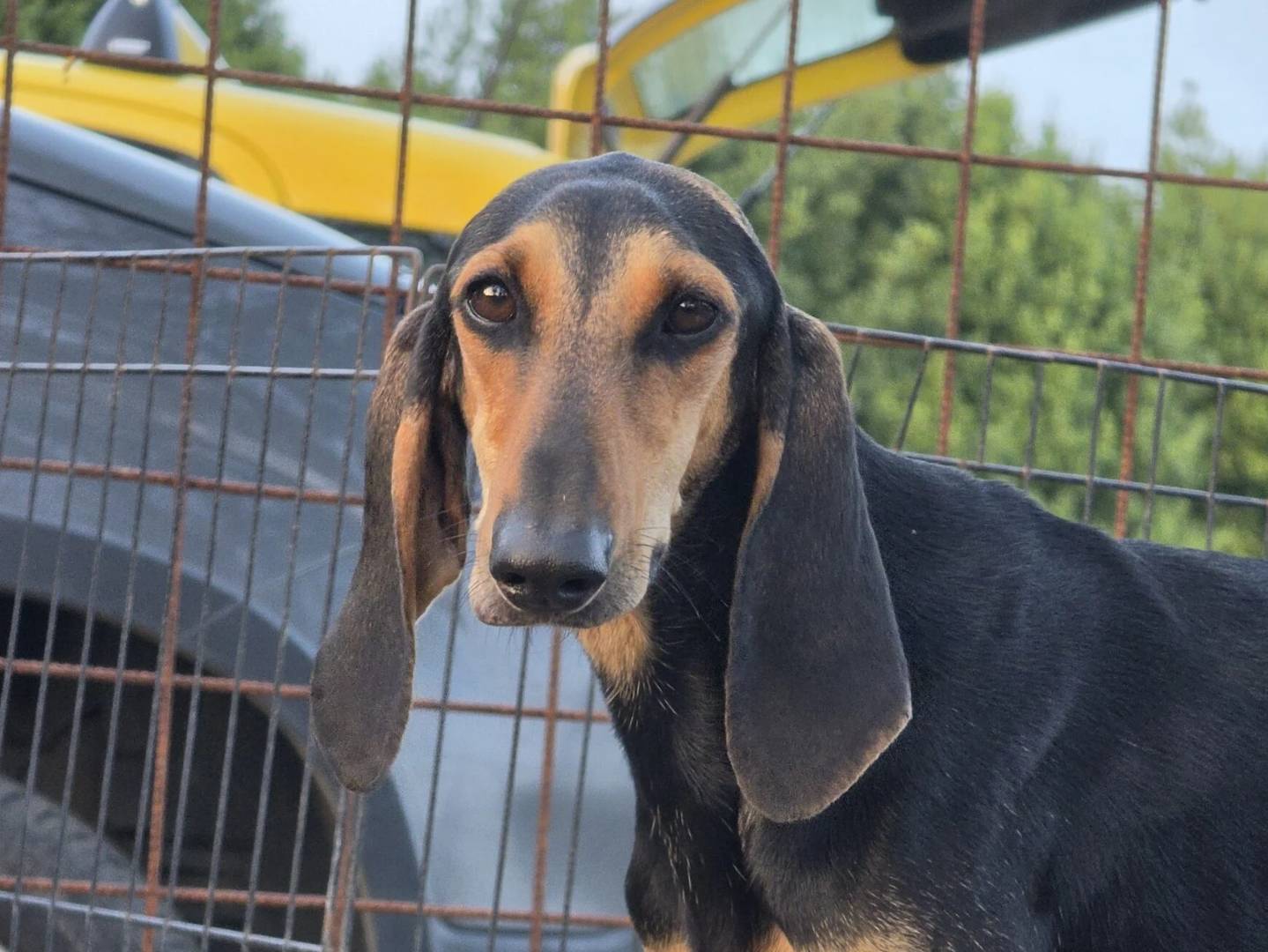 Adotta un cane, femmina, 2 anni e 4 mesi, Roma
