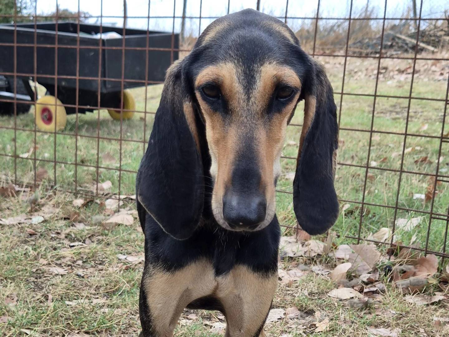 Adotta un cane, taglia media contenuta, femmina, Roma