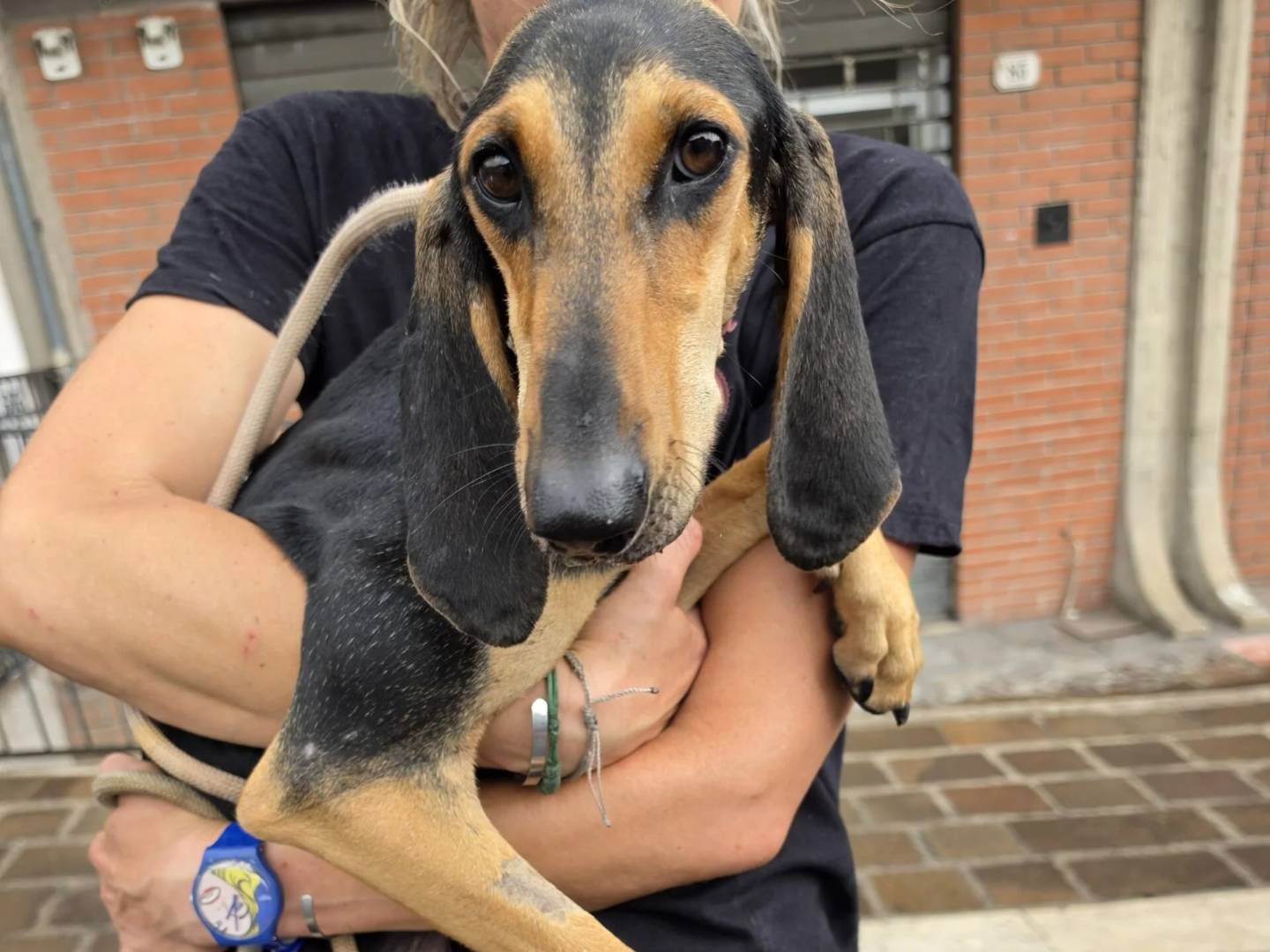 Vuoi adottare un cane a Roma?