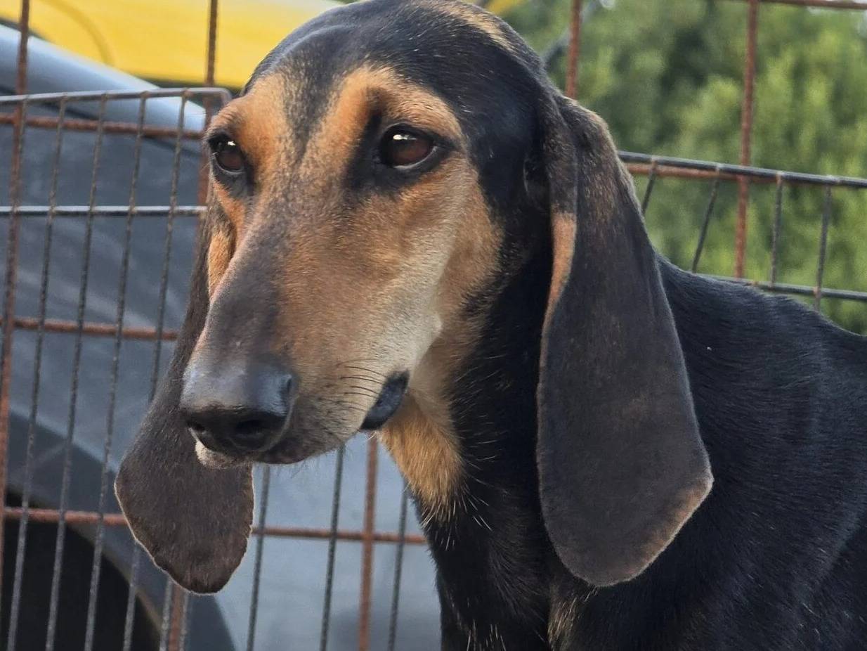 Adotta il cane FETTA  a Roma