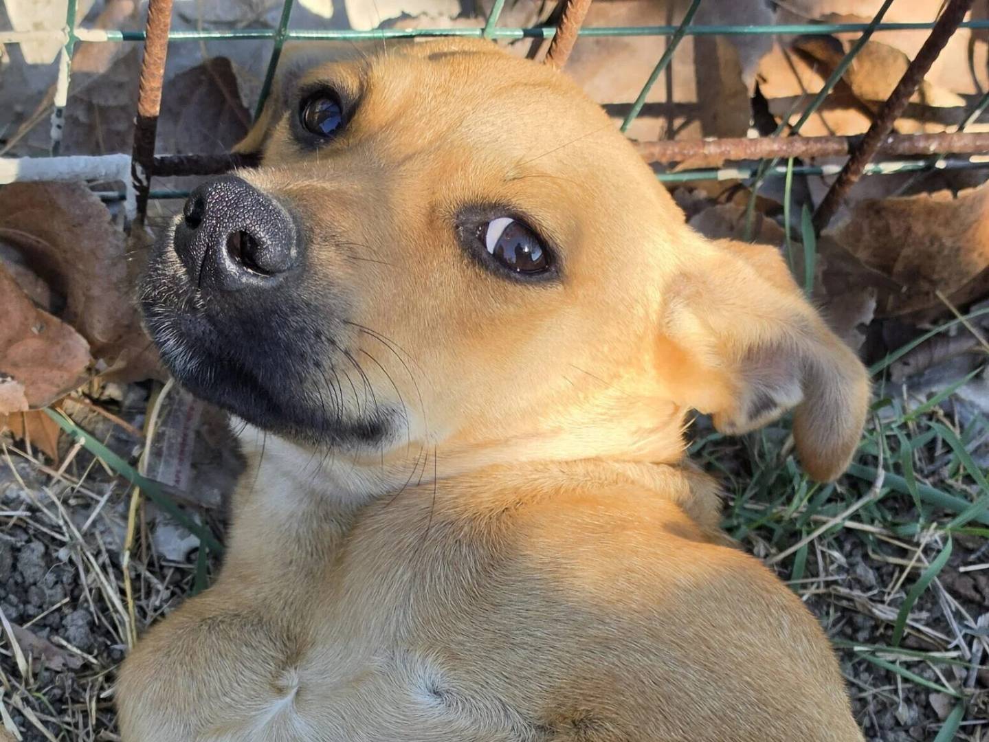Adozione cane, maschio, Razza sconosciuta Razza sconosciuta, 8 mesi, taglia piccola, Roma