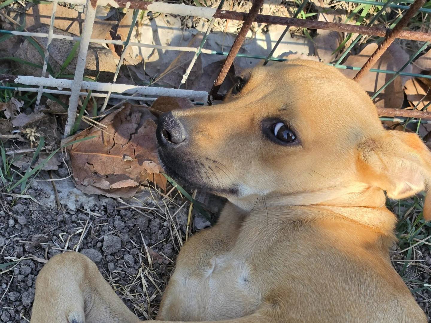 Adotta un cane, maschio, 8 mesi, Roma