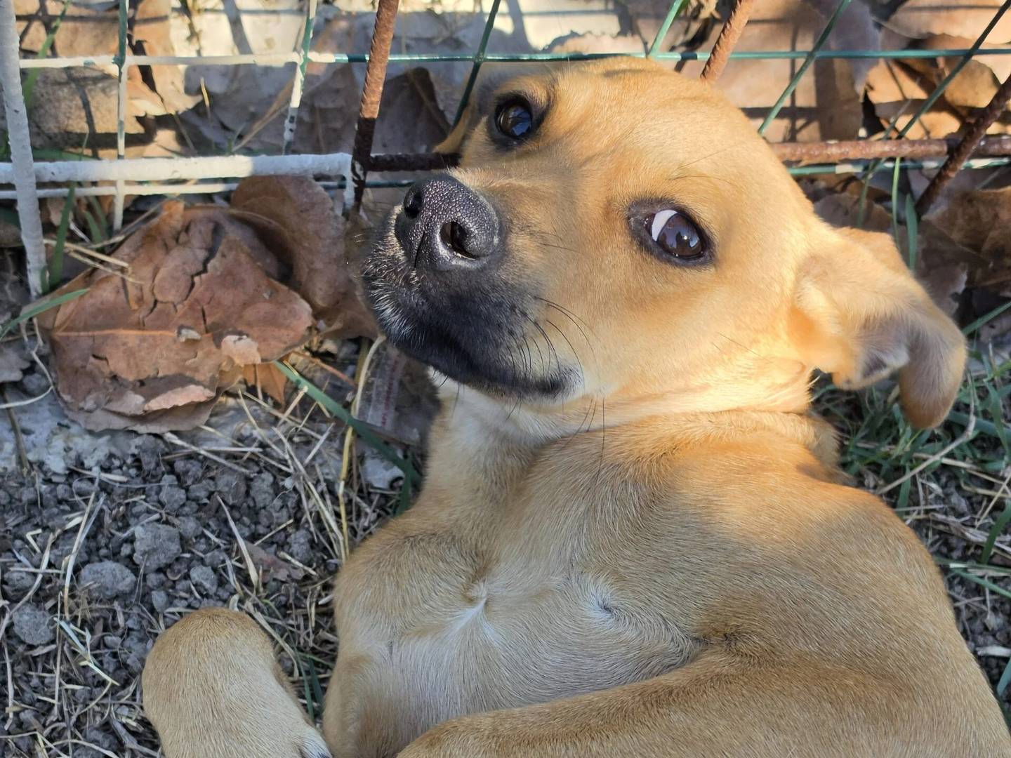 Adotta un cane, taglia piccola, maschio, Roma