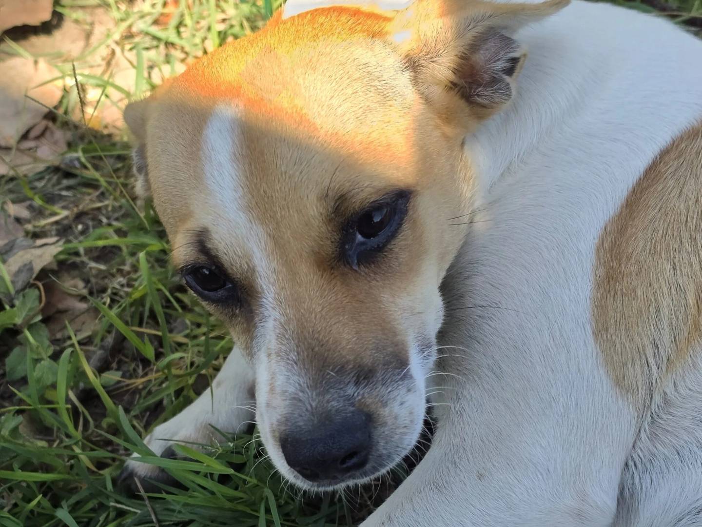Adotta un cane, taglia piccola, femmina, Roma
