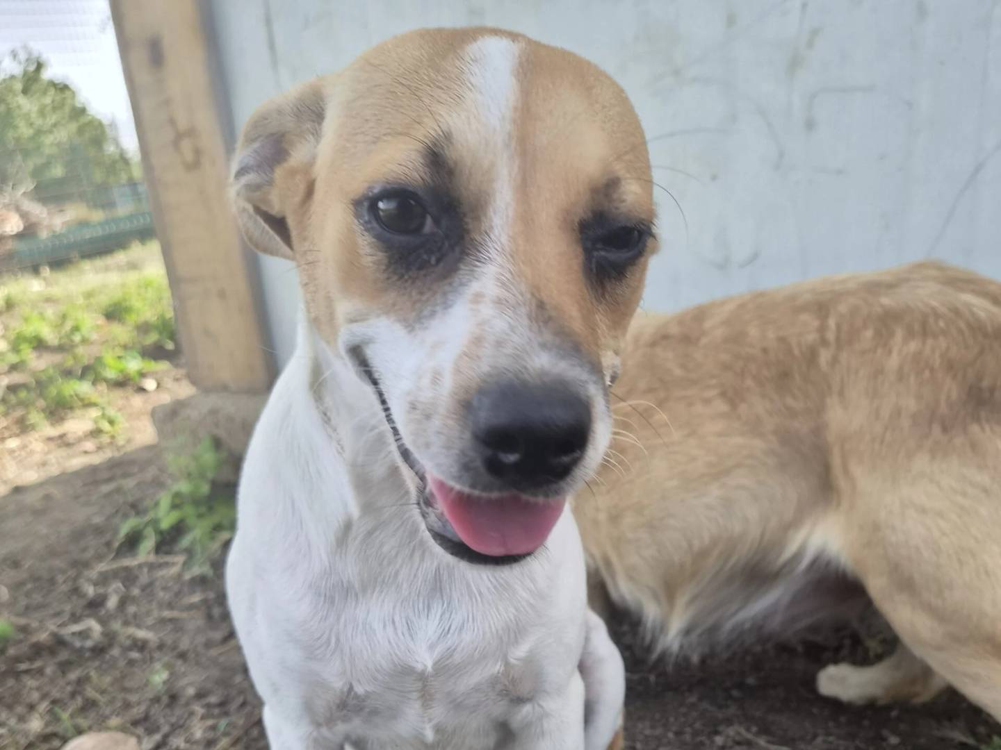 Adotta un cane, femmina, 8 mesi, Roma