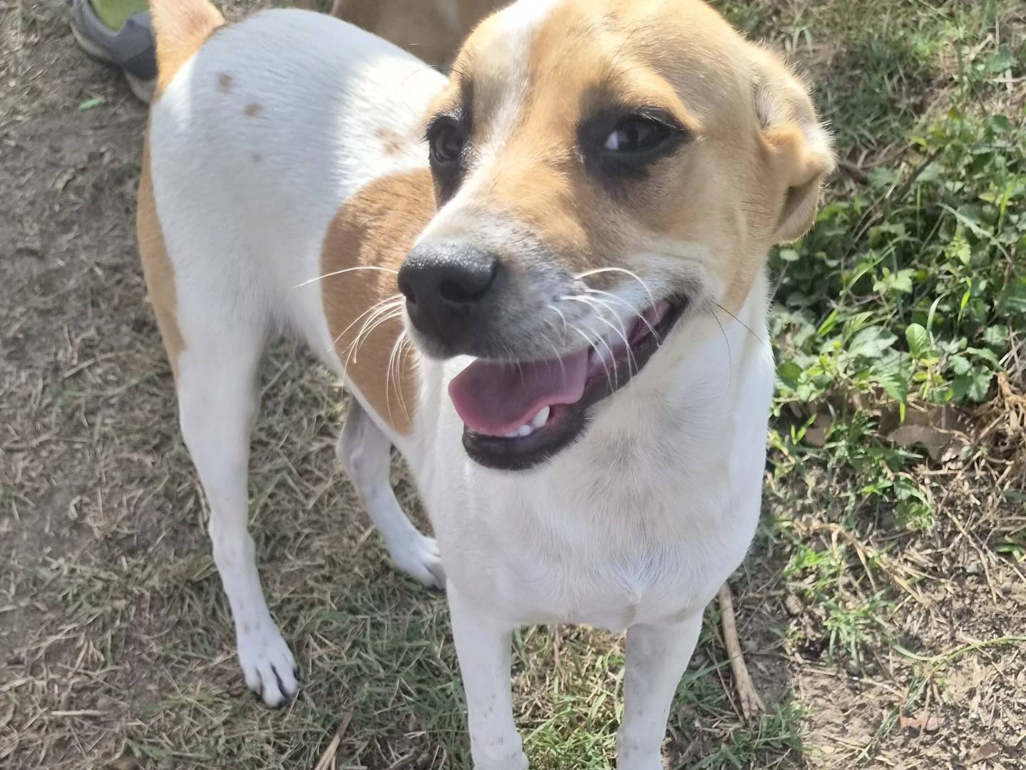 Adozione cane, femmina, Razza sconosciuta Razza sconosciuta, 8 mesi, taglia piccola, Roma