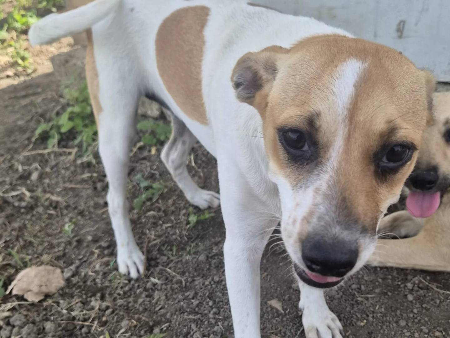 Vuoi adottare un cane a Roma?