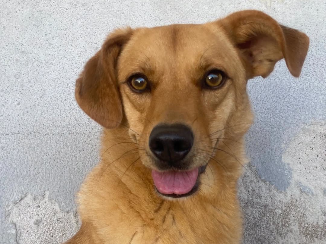 Adozione cane, maschio, Razza sconosciuta Razza sconosciuta, 4 anni e 2 mesi, taglia media contenuta, Latina