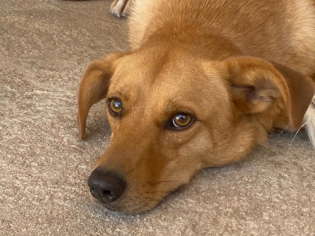 Adotta un cane, maschio, 4 anni e 2 mesi, Latina