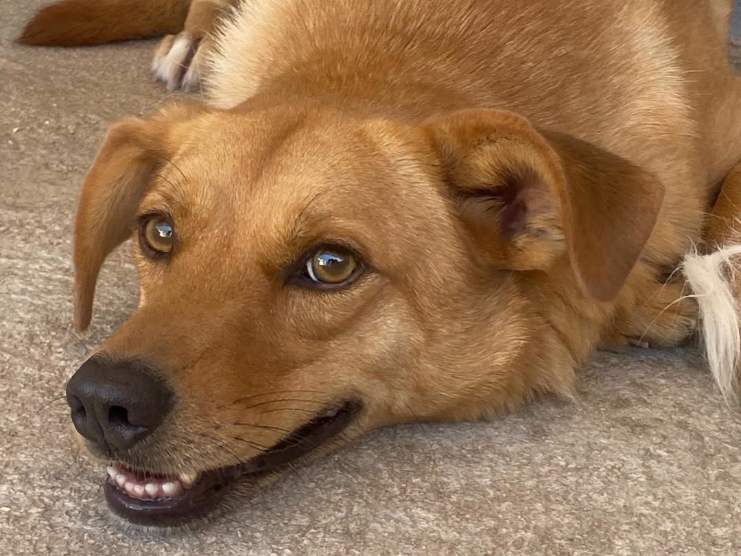 Adotta un cane, taglia media contenuta, maschio, Latina