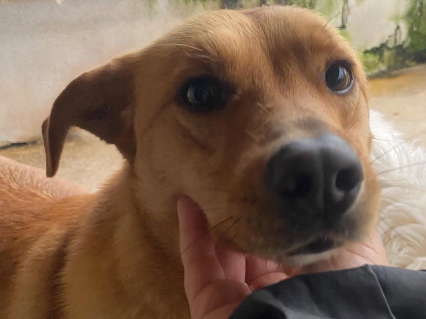 Vuoi adottare un cane a Latina?