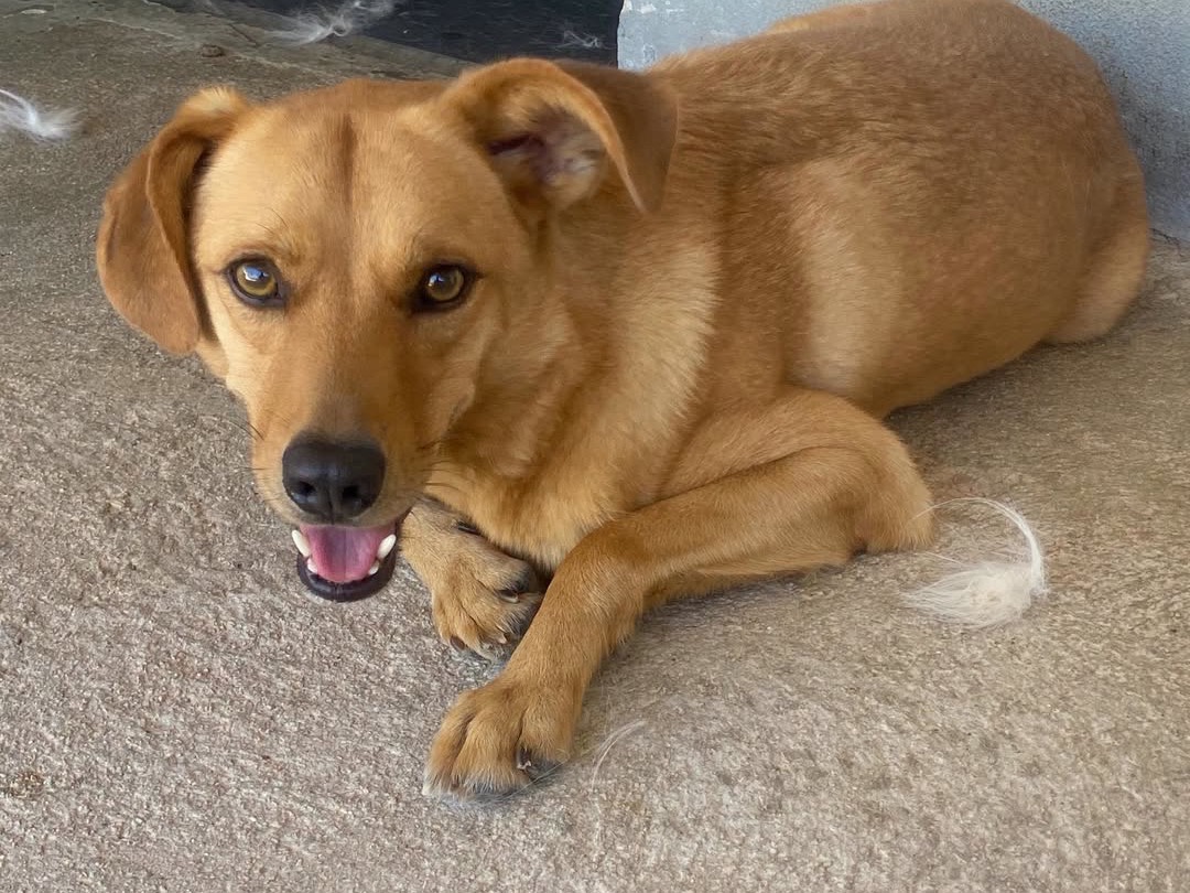 Adotta il cane DENZEL a Latina