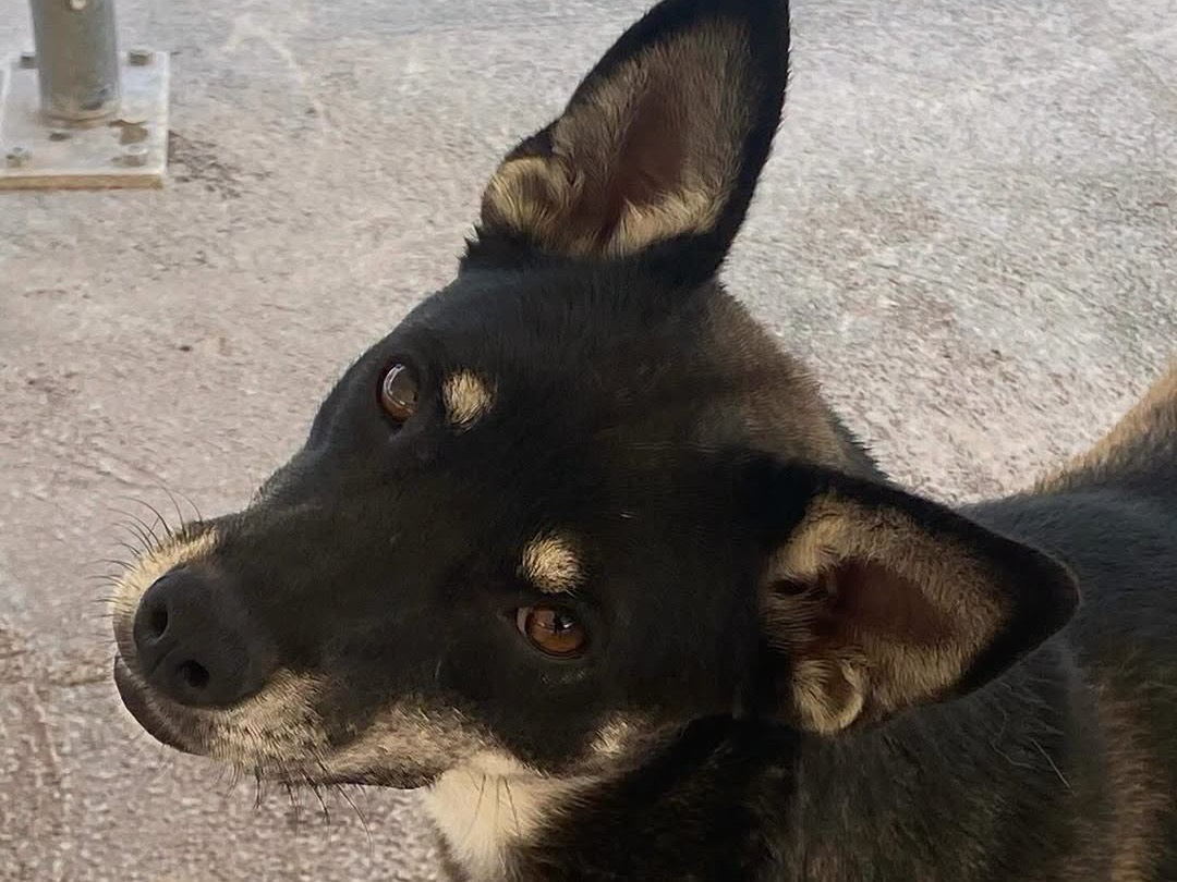 Adozione cane, femmina, Razza sconosciuta Razza sconosciuta, 3 anni e 2 mesi, taglia media contenuta, Latina