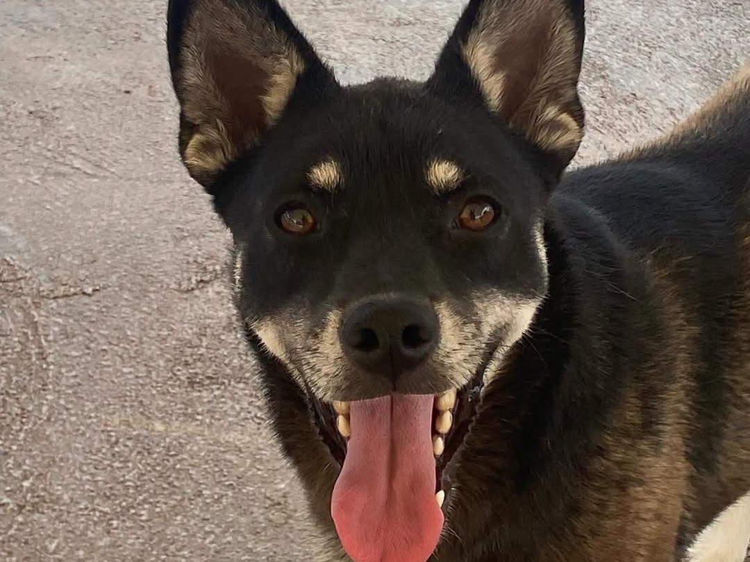 Adotta un cane, femmina, 3 anni e 2 mesi, Latina