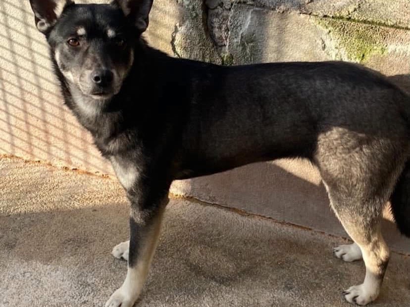 Adotta un cane, taglia media contenuta, femmina, Latina