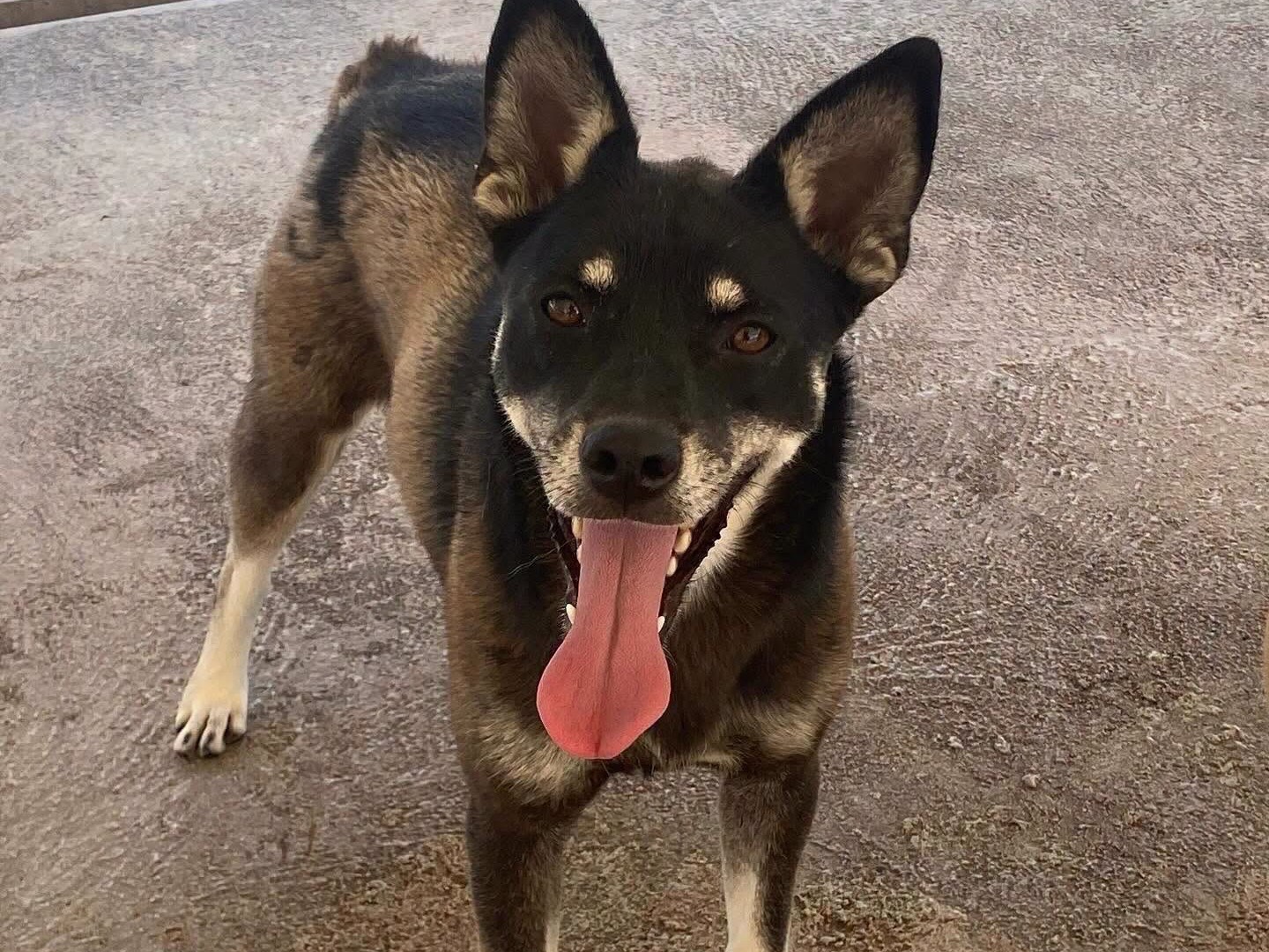 Vuoi adottare un cane a Latina?