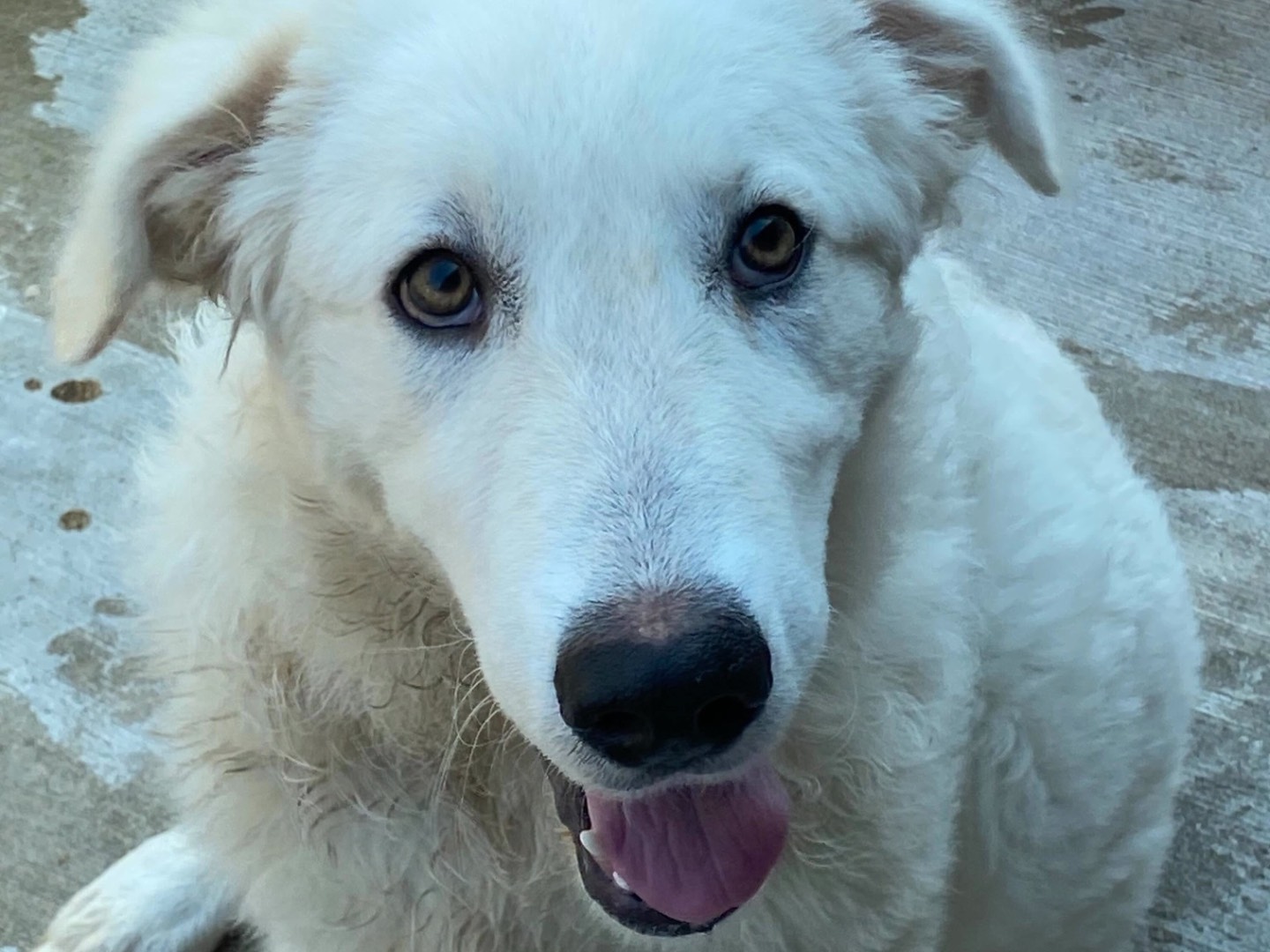 Adozione cane, femmina, Pastore maremmano Razza sconosciuta, 5 mesi, taglia grande, Latina