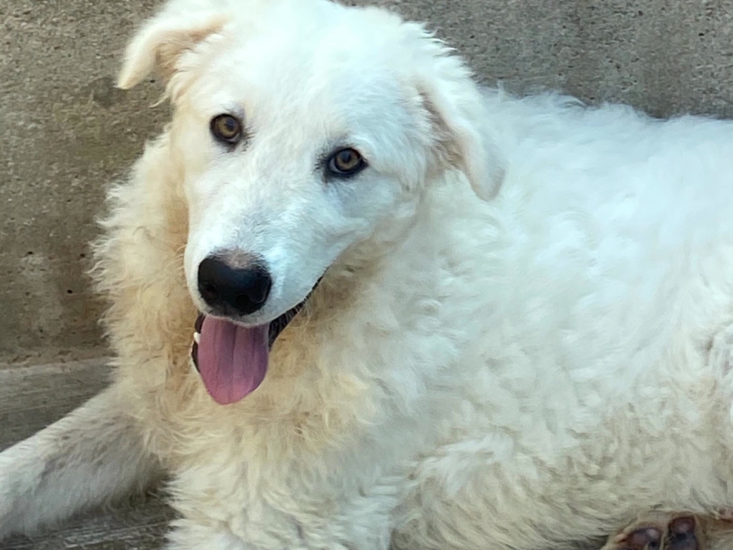 Adotta un cane, femmina, 5 mesi, Latina