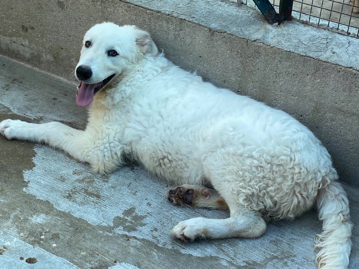 Adotta un cane, taglia grande, femmina, Latina