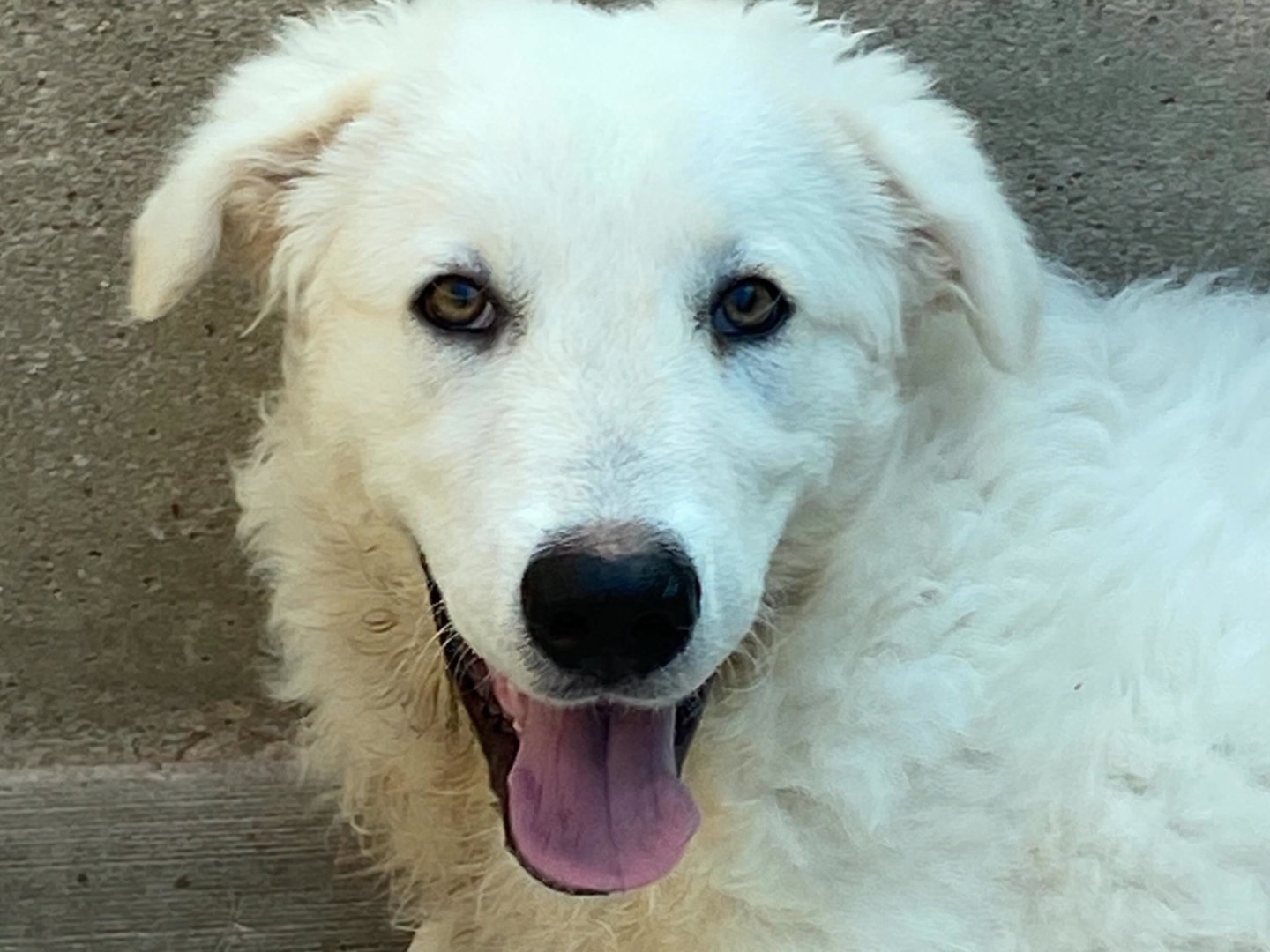 Vuoi adottare un cane a Latina?
