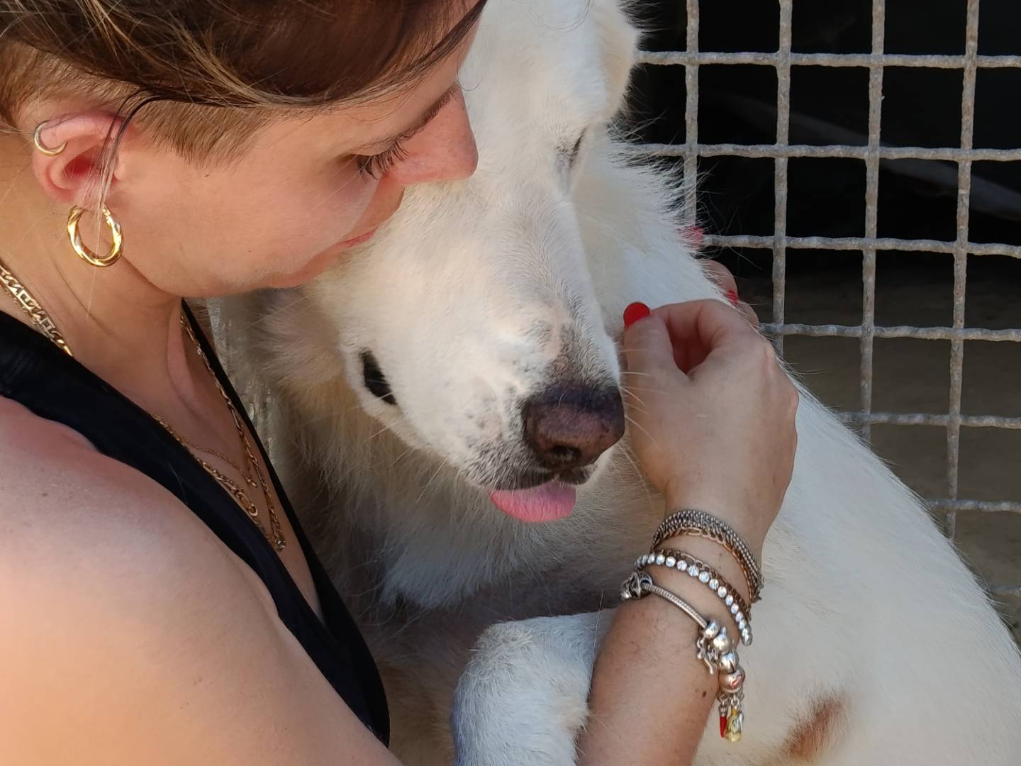 Adotta un cane, femmina, 2 anni, Trapani