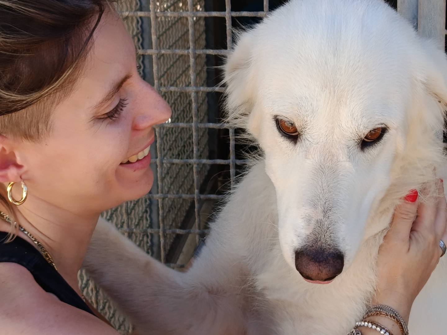 Adotta un cane, taglia media, femmina, Trapani