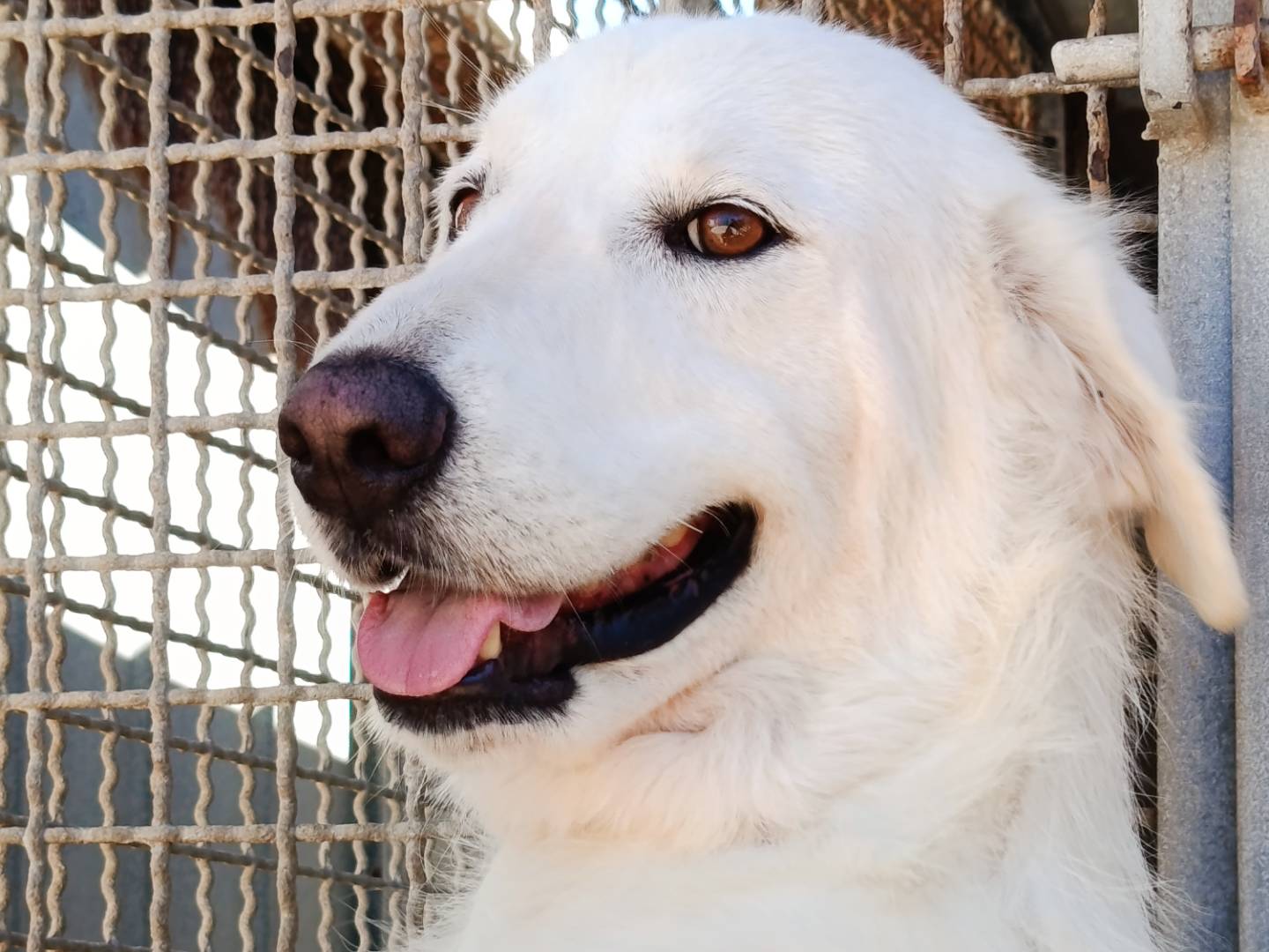 Adozione cane, femmina, Pastore maremmano Labrador Retriever, 2 anni, taglia media, Trapani