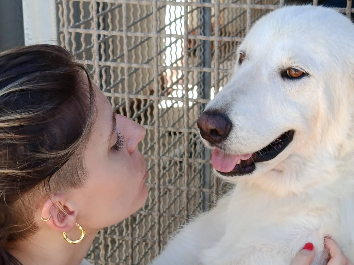Vuoi adottare un cane a Trapani?